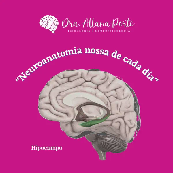 Hoje vamos falar sobre o #hipocampo. Essa palavra vem do grego #hippocampus,...