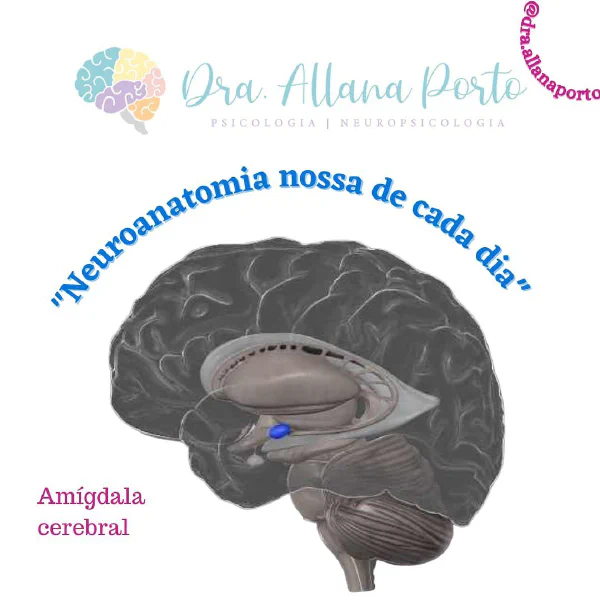 A #amígdala cerebral é uma estrutura complexa adjacente ao #hipocampo. Ela está...
